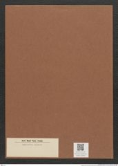 Diatomeae indet. Zeichnungen Sammlung Grunow Mappe 02898 (Herbarium_W_Grunow_drawings_Folder_02898)